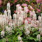 20 HEARTLEAF FOAMFLOWER White & Pink Tiarella Wherryi Coolwort Flower Seeds