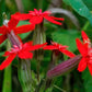 20 ROYAL RED CATCHFLY Hummingbird & Endangered Native Flower Silene Regia Seeds