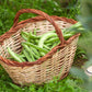 30 CANNELLINI BEAN Seeds White Italian Kidney Phaseolus Vulgaris Vegetable Seeds