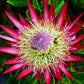 5 Giant KING PROTEA Cynaroides Sugarbush Rare 12" Flower Seeds