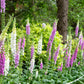 1000 FOXGLOVE EXCELSIOR MIX Digitalis Purpurea Mixed Colors Flower Seeds