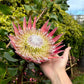5 Giant KING PROTEA Cynaroides Sugarbush Rare 12" Flower Seeds