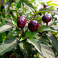 20 FILIUS BLUE PEPPER Capiscum Annuum Christmas Pepper Vegetable Seeds