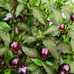 20 FILIUS BLUE PEPPER Capiscum Annuum Christmas Pepper Vegetable Seeds