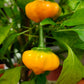 40 Yellow JAMAICAN HOT PEPPER Capsicum Chinense Scotch Bonnet Vegetable Seeds