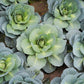 500 DANISH BALLHEAD CABBAGE Brassica Oleracea Capitata Vegetable Seeds