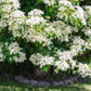 50 CLIMBING HYDRANGEA Anomala Petiolaris Vine Flower Seeds