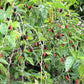 15 Red MULBERRY Morus Rubra Black Fruit Shrub Tree Seeds
