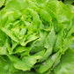 2000 BIBB LETTUCE Butterhead Lactuca Sativa Vegetable Seeds