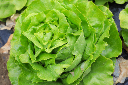 2000 BIBB LETTUCE Butterhead Lactuca Sativa Vegetable Seeds