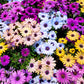 20 MIXED COLORS OSTEOSPERMUM Ecklonis African Cape Daisy Flower Seeds