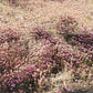 350 RED BABYS BREATH Gypsophila Elegans Baby's Breath Flower Seeds