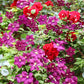 10 MIXED HYBRID CLEMATIS Hybrida Red Purple Pink Blue Bicolor Flower Vine Seeds