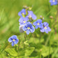 25 BLUE STREAK SPEEDWELL Veronica Gentianoides Flower Seeds