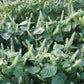 300 GREEN SHISO aka PERILLA Frutescens Ornamental Herb Seeds Green & Purple