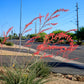 1000 Bulk RED YUCCA Hesperaloe Parviflora Hummingbird Coral Yucca Flower Seeds