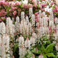 20 HEARTLEAF FOAMFLOWER White & Pink Tiarella Wherryi Coolwort Flower Seeds