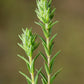 20 MEDITERRANEAN THYME Spiked Thymbra Spicata Pink Savory Herb Za’atar Perennial Herb Flower Seeds