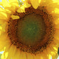 10 Early MAMMOTH RUSSIAN SUNFLOWER Helianthus Annuus Flower Seeds