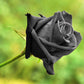 5 BLACK ROSE Rosa Bush Shrub Perennial Flower Seeds