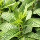 50 WHITE WOOD MINT Mentha Arvensis Wild Field Herb Flower Seeds