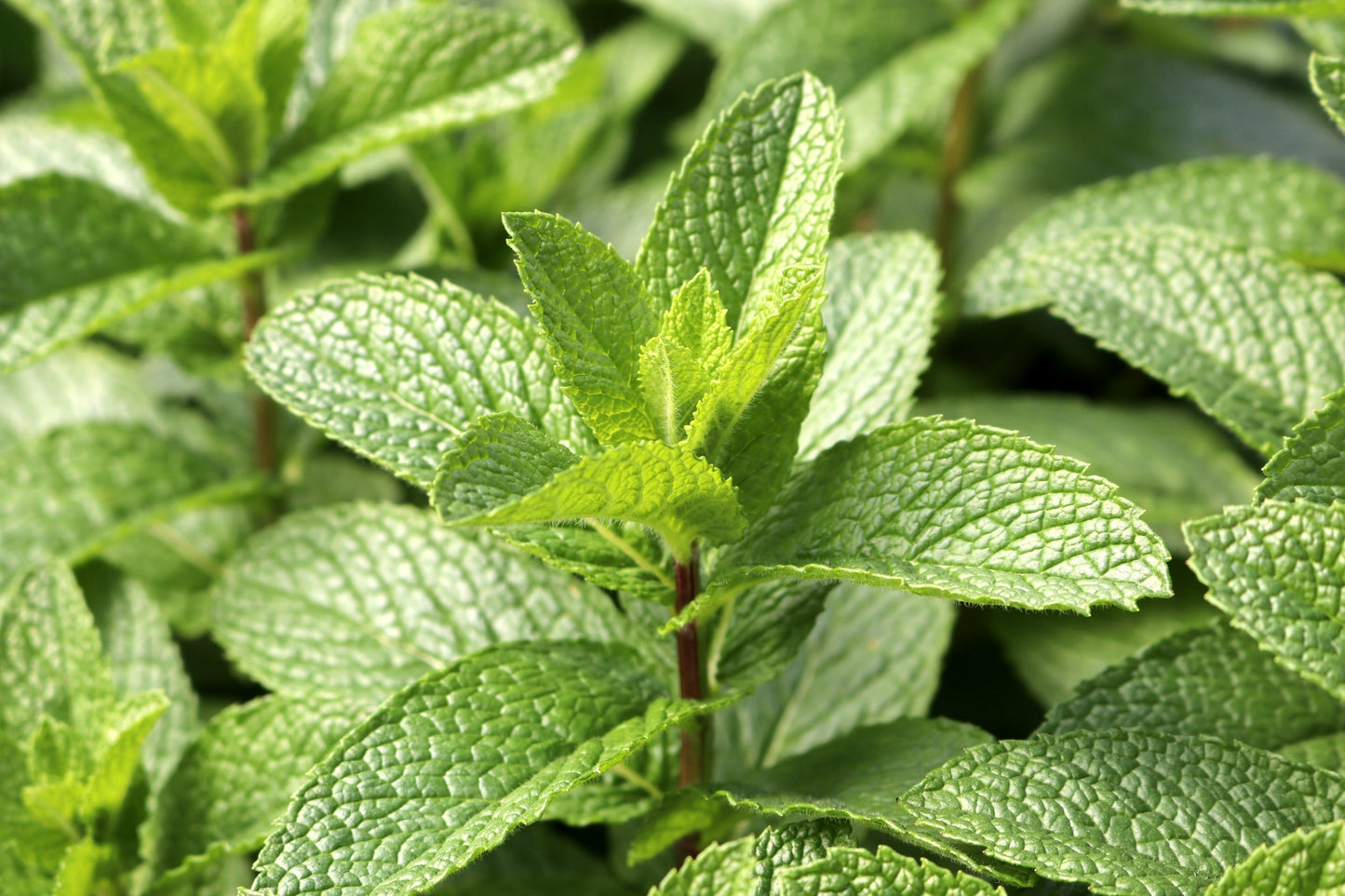 50 WHITE WOOD MINT Mentha Arvensis Wild Field Herb Flower Seeds