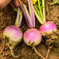 3000 PURPLE Top WHITE Globe TURNIP Brassica Rapa Vegetable Seeds