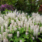 20 HEARTLEAF FOAMFLOWER White & Pink Tiarella Wherryi Coolwort Flower Seeds