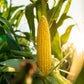 100 IOCHIEF Yellow SWEET CORN Aas Winner Zea Mays Vegetable Seeds