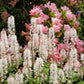 20 HEARTLEAF FOAMFLOWER White & Pink Tiarella Wherryi Coolwort Flower Seeds