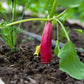 250 RED Arrow SPROUTING RADISH MiniGreen Daikon Raphanus Sativus Vegetable Seeds