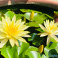 5 BOWL LOTUS Mixed Colors Dwarf Nelumbo Nucifera Aquatic Flower Seeds