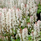 20 HEARTLEAF FOAMFLOWER White & Pink Tiarella Wherryi Coolwort Flower Seeds
