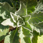 50 VIOLETTA VERBASCUM Phoeniceum Purple Mullein Nectar Flower Seeds