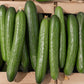 100 LONG Green IMPROVED CUCUMBER Slicing Cucumis Sativus Fruit Vegetable Seeds