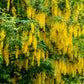 10 GOLDEN CHAIN TREE Goldenchain Laburnum Anagyroides Yellow Flower Seeds