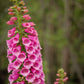 1000 Seeds MIXED FOXGLOVE Digitalis Purpurea Flower Seeds