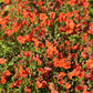 50 SCARLET MASK FLOWER Hummingbird Plant Red Alonsoa Warscewiczii Seeds