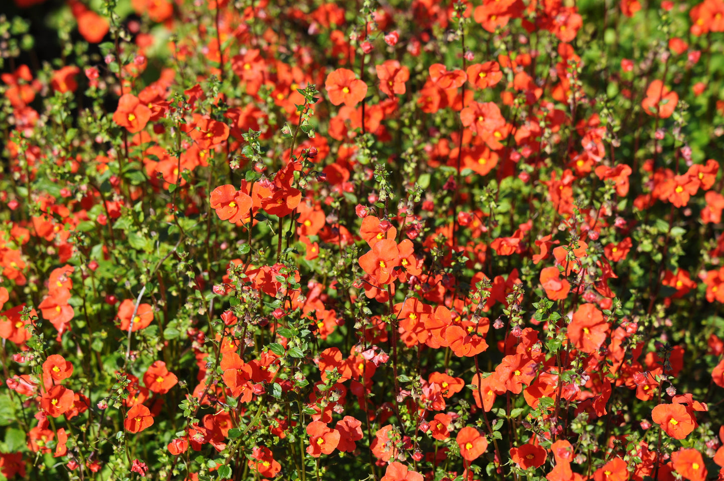 50 SCARLET MASK FLOWER Hummingbird Plant Red Alonsoa Warscewiczii Seeds