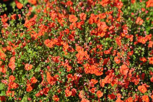 50 SCARLET MASK FLOWER Hummingbird Plant Red Alonsoa Warscewiczii Seeds