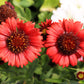 50 BURGUNDY GAILLARDIA Red Indian Blanket Flower Seeds
