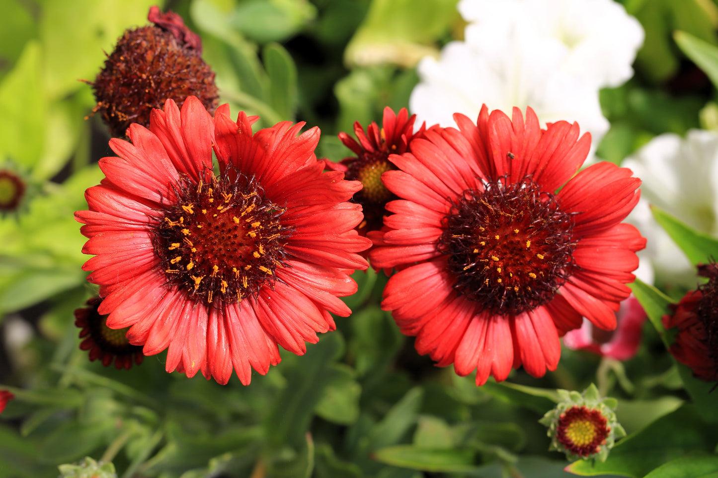 50 BURGUNDY GAILLARDIA Red Indian Blanket Flower Seeds