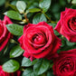 5 RED ROSE Rosa Bush Shrub Perennial Flower Seeds