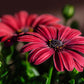 20 MIXED COLORS OSTEOSPERMUM Ecklonis African Cape Daisy Flower Seeds