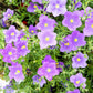 250 PURPLE Robe CUP FLOWER Nierembergia Hippomanica Caerulea Seeds