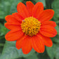 50 RED MEXICAN Torch SUNFLOWER Tithonia Rotundifolia Red Orange Flower Seeds
