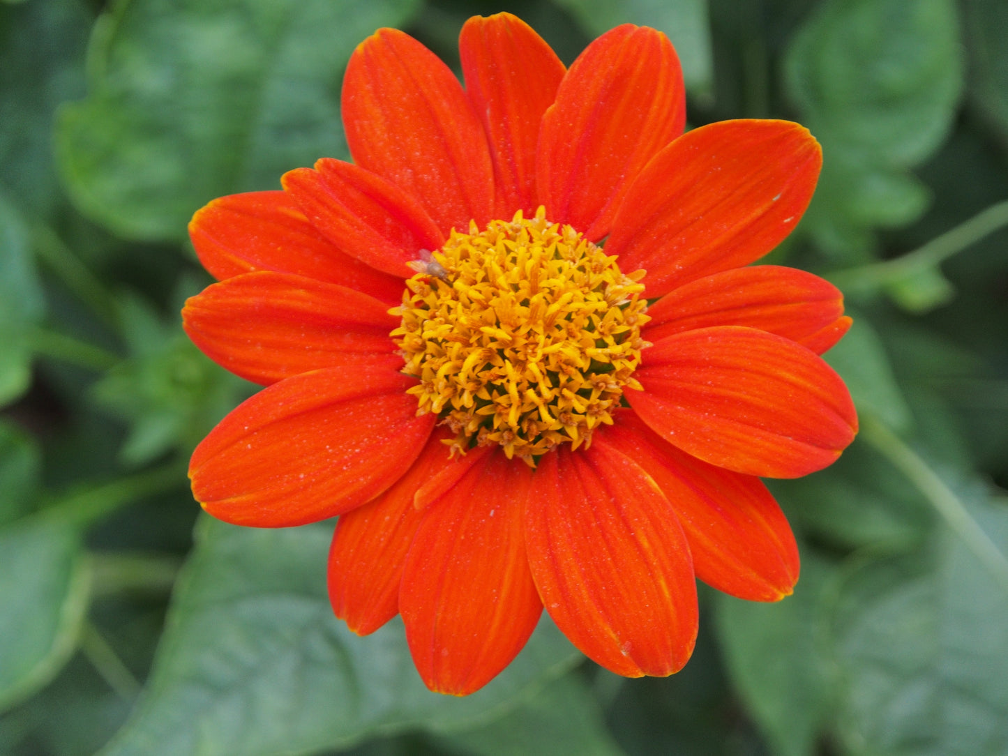 50 RED MEXICAN Torch SUNFLOWER Tithonia Rotundifolia Red Orange Flower Seeds
