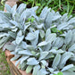 100 Wolly LAMBS EAR Stachys Byzantina Silvery Fuzzy Leaves Purple Flower Seeds