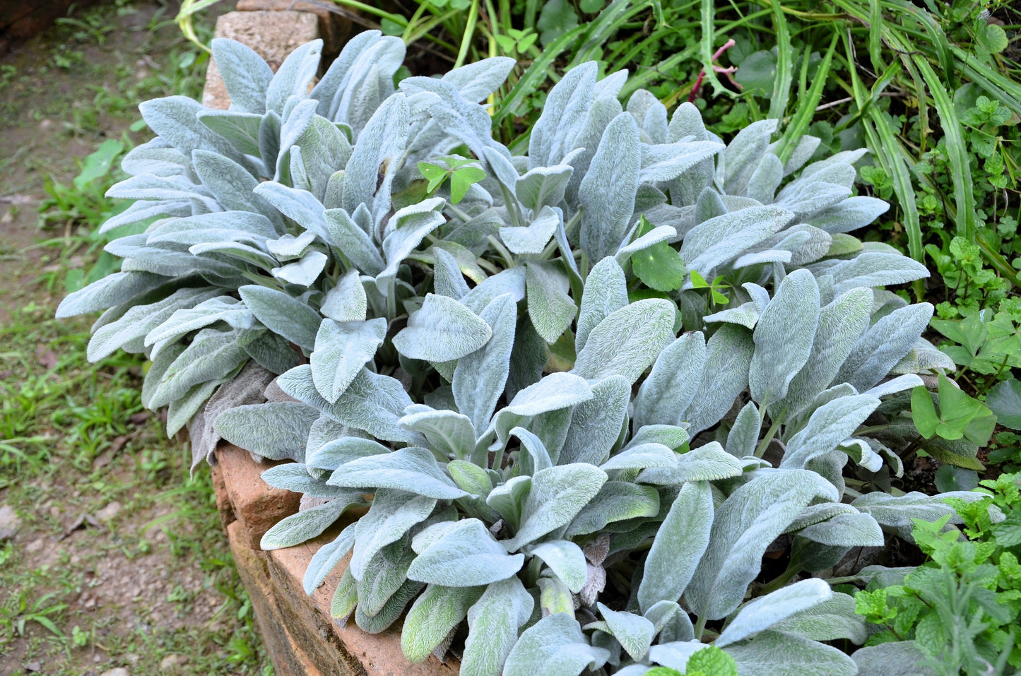 100 Wolly LAMBS EAR Stachys Byzantina Silvery Fuzzy Leaves Purple Flower Seeds