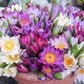 3 Organic Mixed Colors LOTUS Nelumbo Nucifera Pond Water Lily Lilypad Blue Red Flower Large Seeds